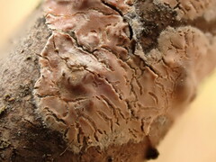 Peniophora incarnata