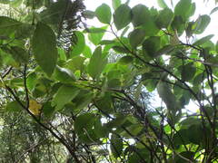 Griselinia lucida