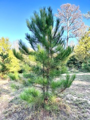 Pinus echinata