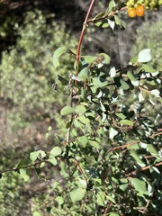 Lonicera subspicata denudata