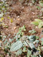 Pycnanthemum incanum