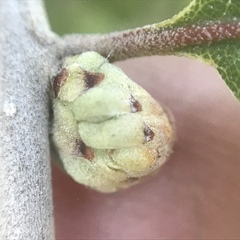 Andricus quercusfoliatus