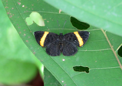 Pirascca tyriotes