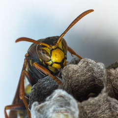 Polistes humilis