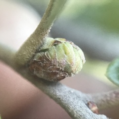 Andricus quercusfoliatus