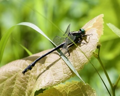 Gomphurus lineatifrons