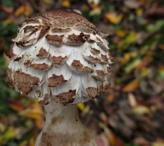 Chlorophyllum rhacodes