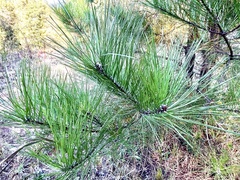 Pinus echinata
