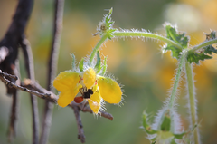 Perditomorpha rufiventris