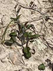 Convolvulus waitaha