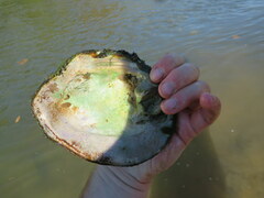 Cyclonaias tuberculata