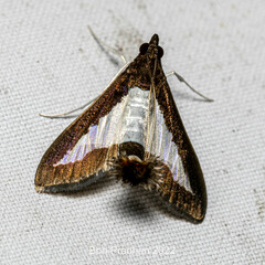 Diaphania