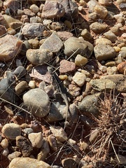 Sceloporus consobrinus