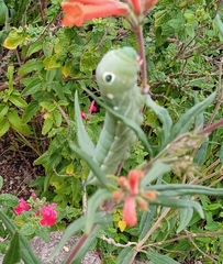 Xylophanes falco