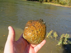 Cyclonaias tuberculata