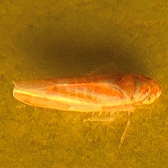 Erythridula