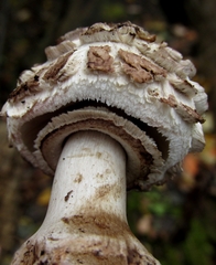 Chlorophyllum rhacodes