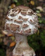 Chlorophyllum rhacodes