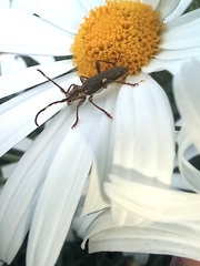 Cerambycidae