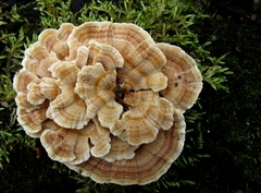 Trametes versicolor