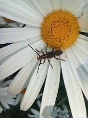Cerambycidae
