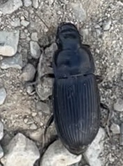 Harpalus caliginosus