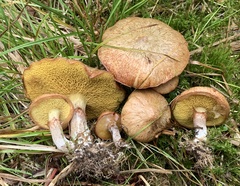 Suillus flavidus