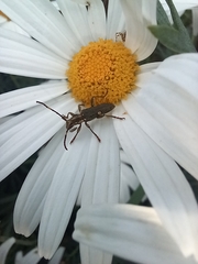 Cerambycidae