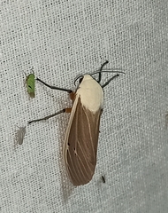 Creatonotos transiens