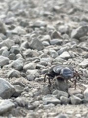 Harpalus caliginosus
