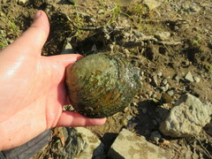 Cyclonaias tuberculata