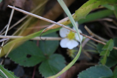 Fragaria virginiana