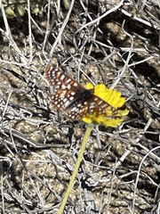 Euphydryas chalcedona hennei