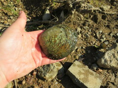 Cyclonaias tuberculata