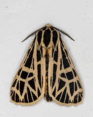 Apantesis parthenice