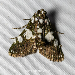 Termioptycha conjuncta