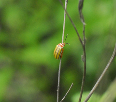 Kuschelina tenuilineata