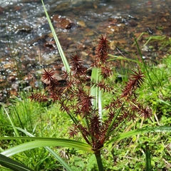 Cyperus lucidus