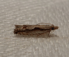 Strepsicrates transfixa