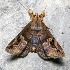 Ommatophora luminosa