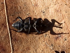 Sphenophorus coesifrons