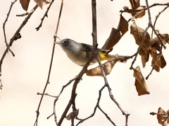 Leiothlypis crissalis