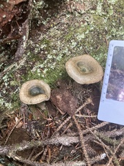 Lactarius aurantiosordidus