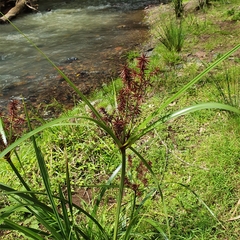 Cyperus lucidus