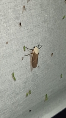 Creatonotos transiens