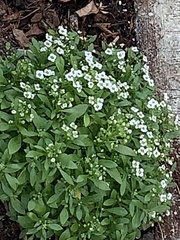 Heliotropium curassavicum