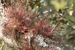 Tillandsia setacea