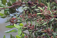 Lyonia ferruginea