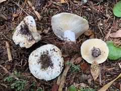 Russula cascadensis