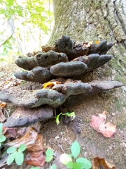 Ischnoderma benzoinum